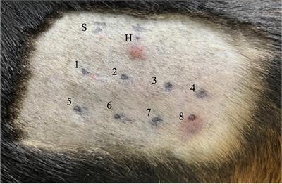 Safety evaluation of a buffer used in the lyophilization of canine platelets: type I hypersensitivity reaction in dogs caused by bovine serum albumin